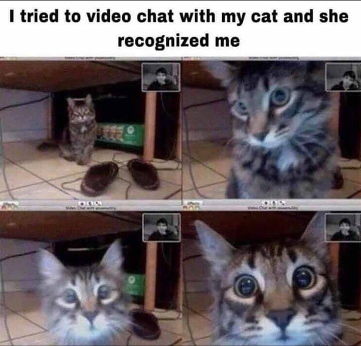 Cheer Up Your Weekend With Cute Cat And Kitties Videos (Part 2)