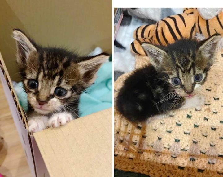 Kitten Found on Side of Road, Blossoms into Sweetest Cat and Has His Dream Come True