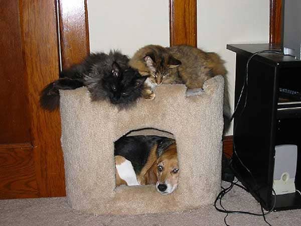 20 Hilarious Dogs Who Just Want To Be Where The Cats Hang Out