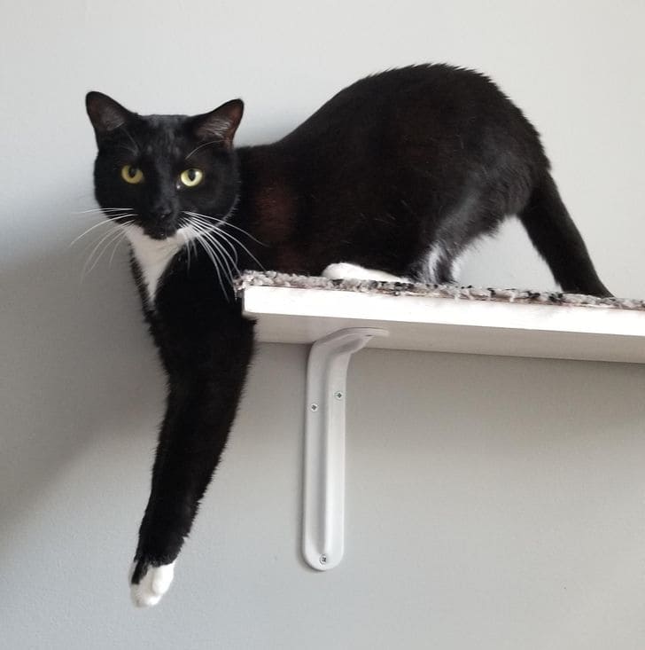 20 Cats Who Are Actually Very Needy And Love Attention
