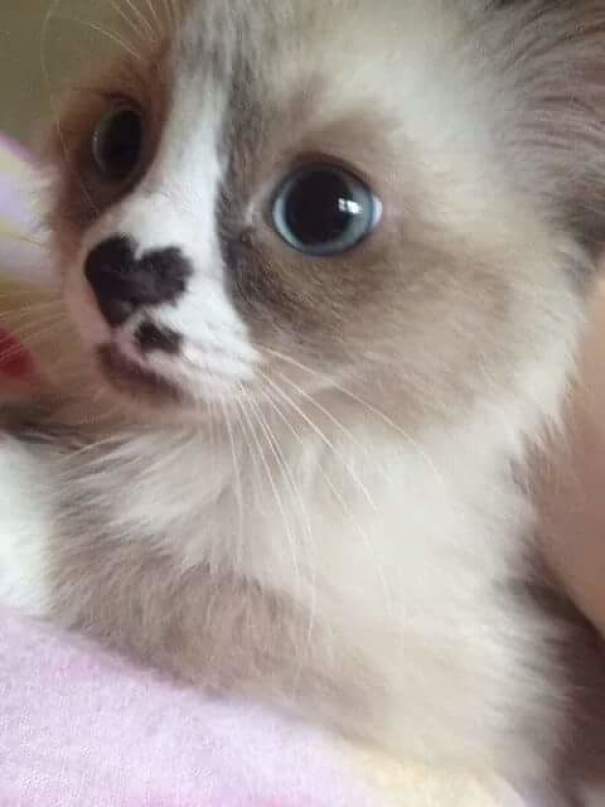 40 Cats With The Craziest Fur Markings Ever