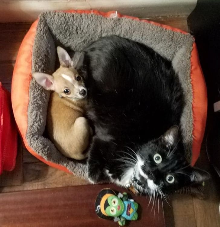 15+ Pet Photos That Can Fill You With Love And Laughter