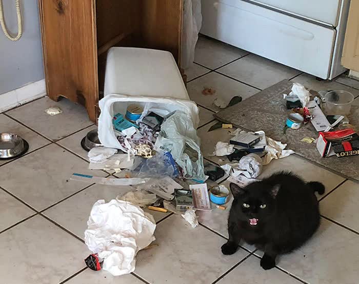 Photos Of Cats That Are The Biggest Jerks Yet We Love Them Anyway