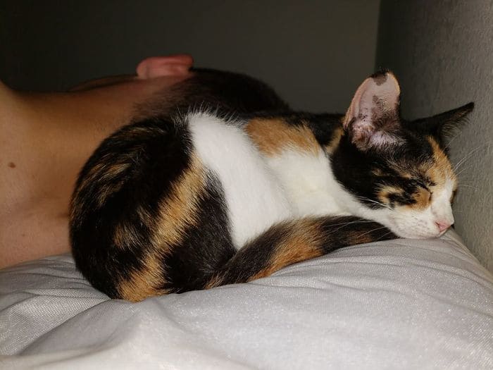 30+ Adorable Pics Of Pets Just Moments After Getting Adopted