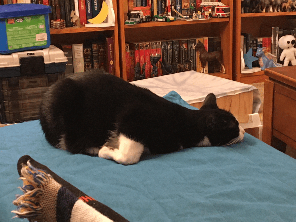30 Pets Don’t Understand Why Their Humans Keep Laughing At Them