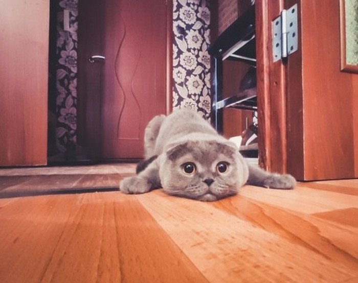 These Cat Scenarios Are Strangely Familiar To Anyone Who Is Living Their Best Cat Filled Life