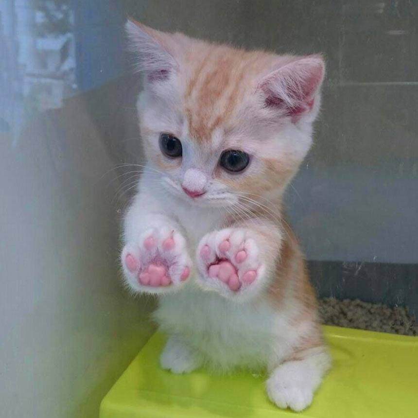 27 Cats Who Are So Busy Living A Cat Life