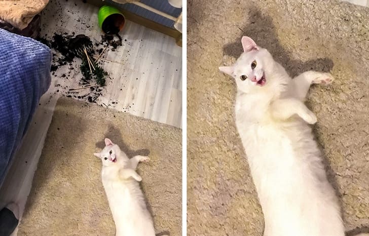 17 Cats Who Are So Purrfect That They Deserve The Title “Kitten Of The Year”