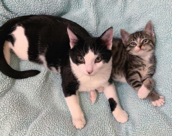 Fun and Cute Catto Videos vs Images Will Cheer You Up #147