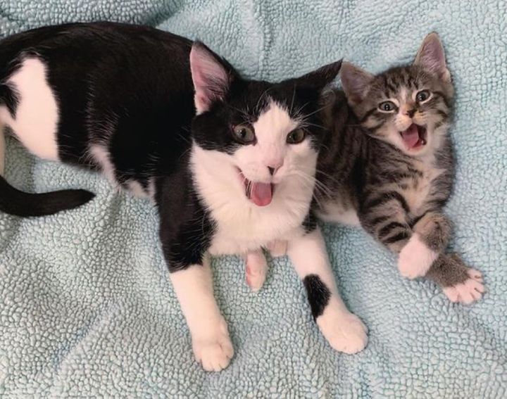 Fun and Cute Catto Videos vs Images Will Cheer You Up #151