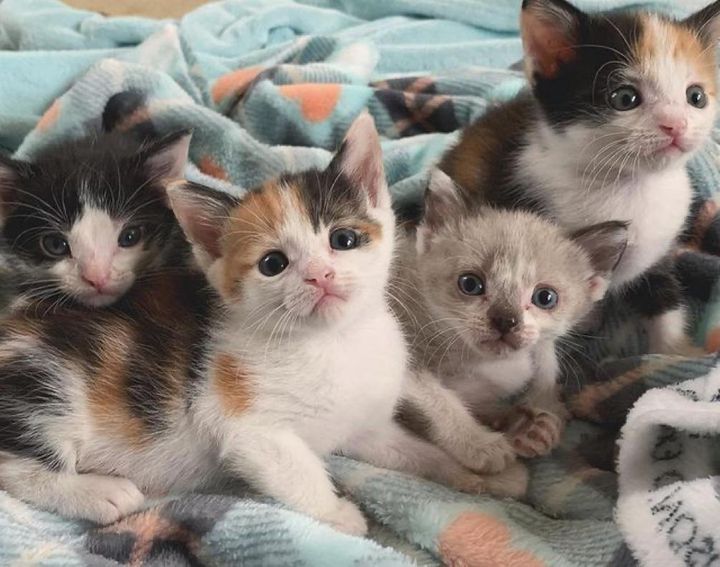 Kitten Found as Stowaway, Turned Out to Be Nurturing Cat to Other Kittens in Need