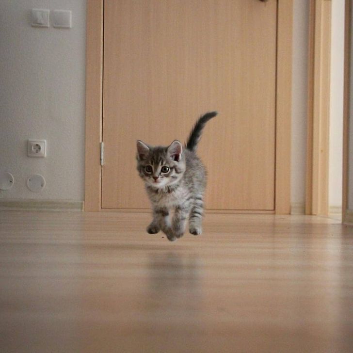 Fun and Cute Catto Videos vs Images Will Cheer You Up #137