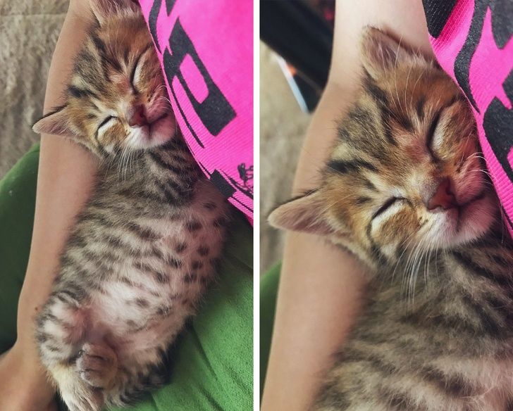 Fun and Cute Catto Videos vs Images Will Cheer You Up #148