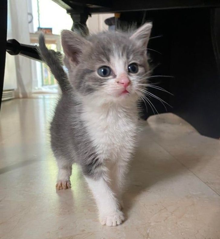 Fun and Cute Catto Videos vs Images Will Cheer You Up #153
