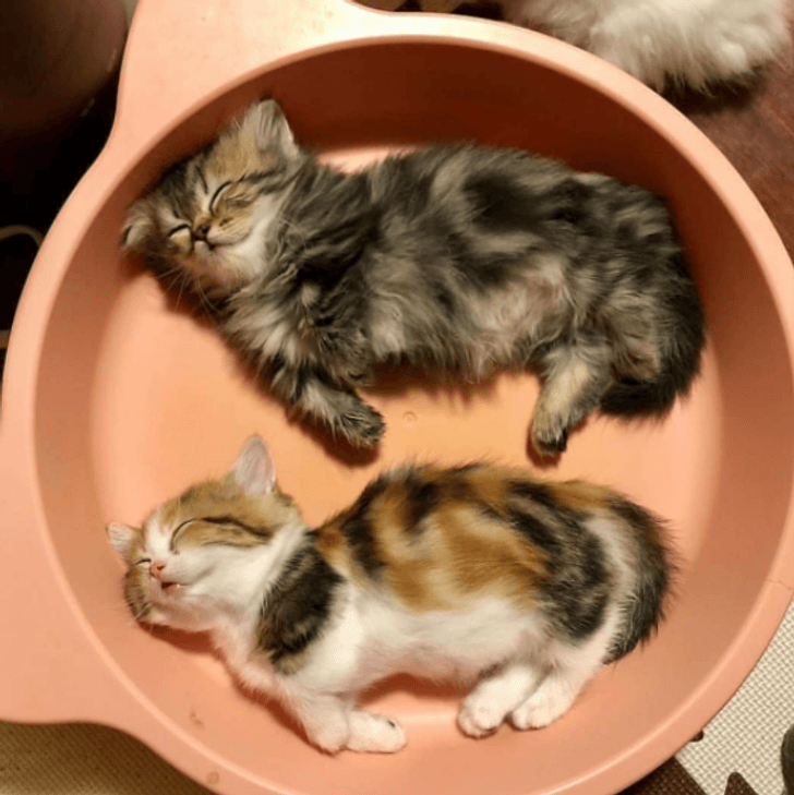 Fun and Cute Catto Videos vs Images Will Cheer You Up #144