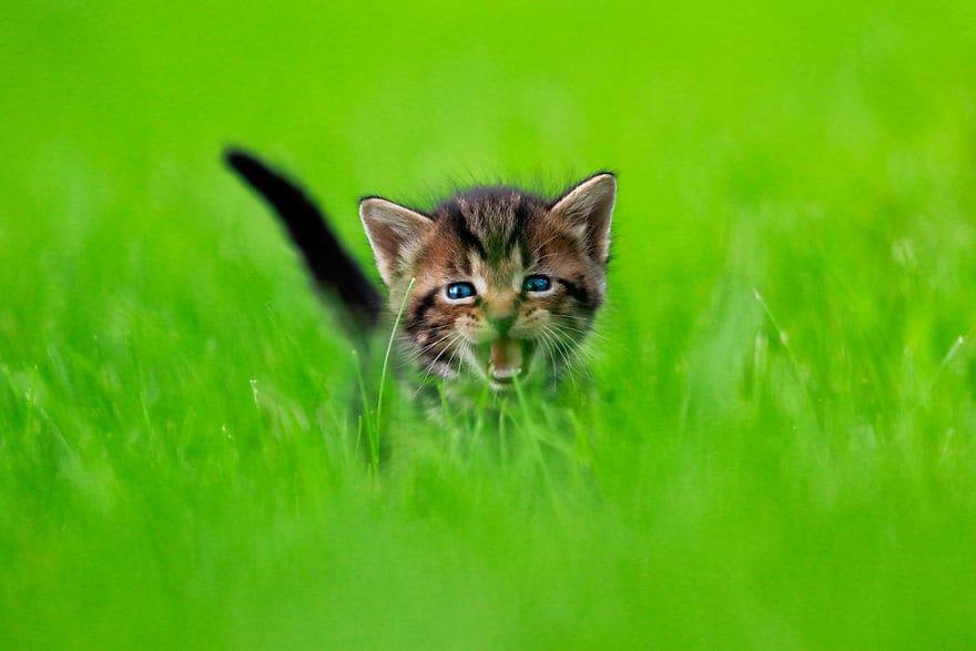 These Rescue Kittens Caught In Mid-Pounce