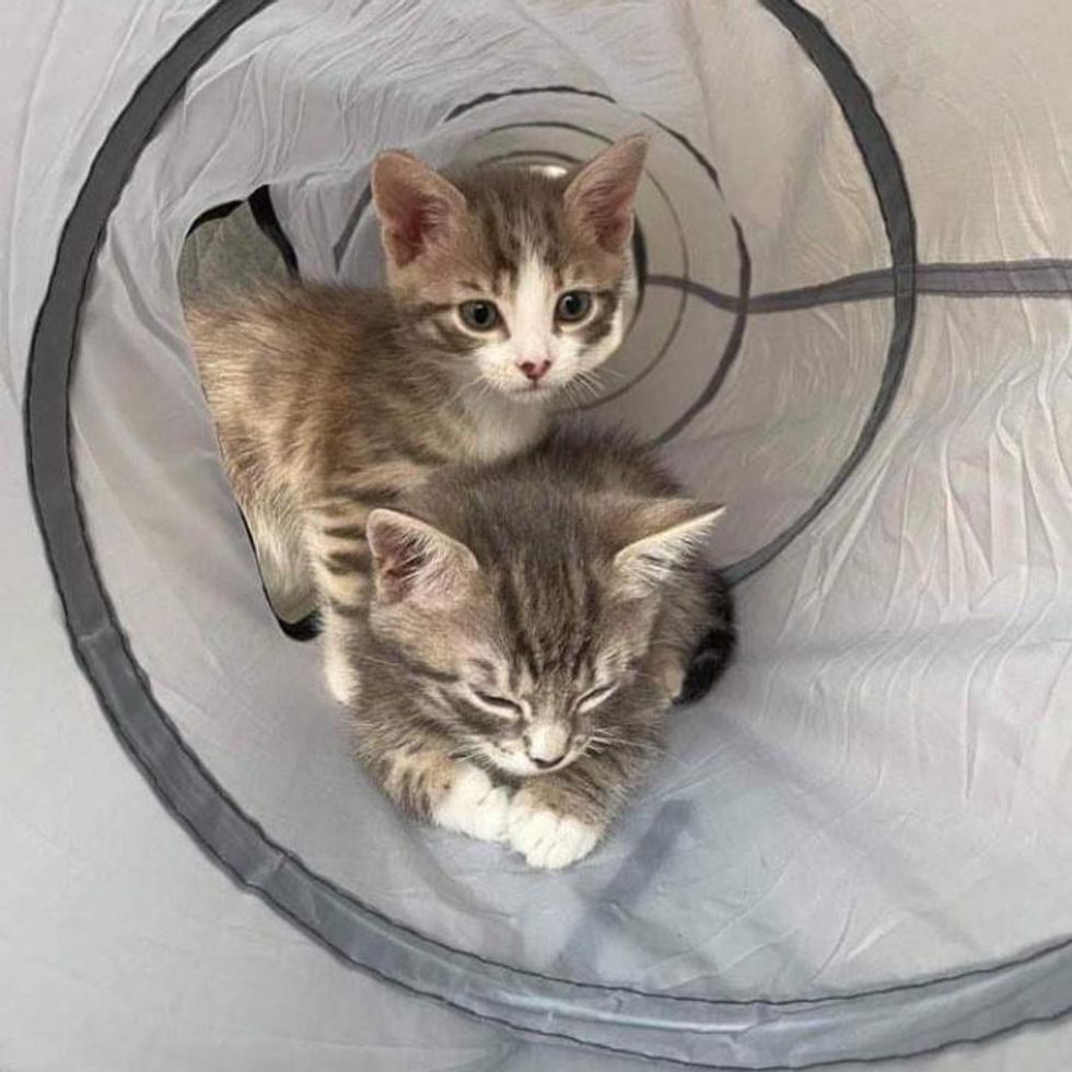 Fun and Cute Catto Videos vs Images Will Cheer You Up #162