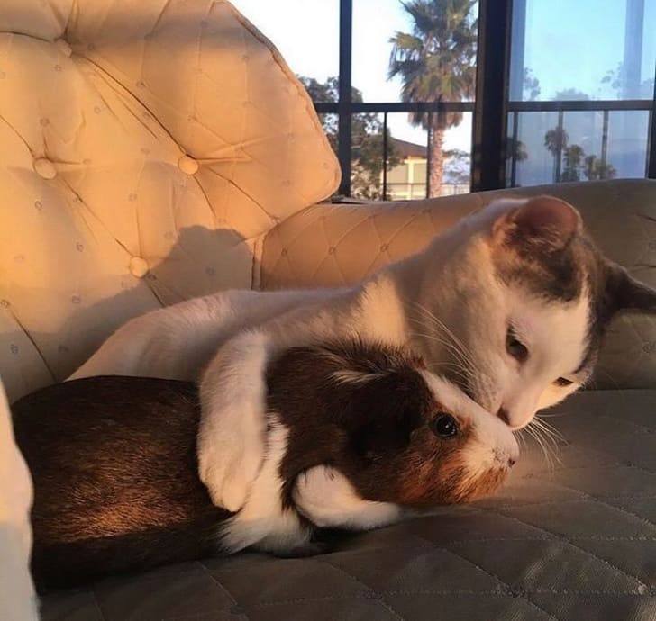 15 Situations That Show Cats Are Always The Masters Of The House
