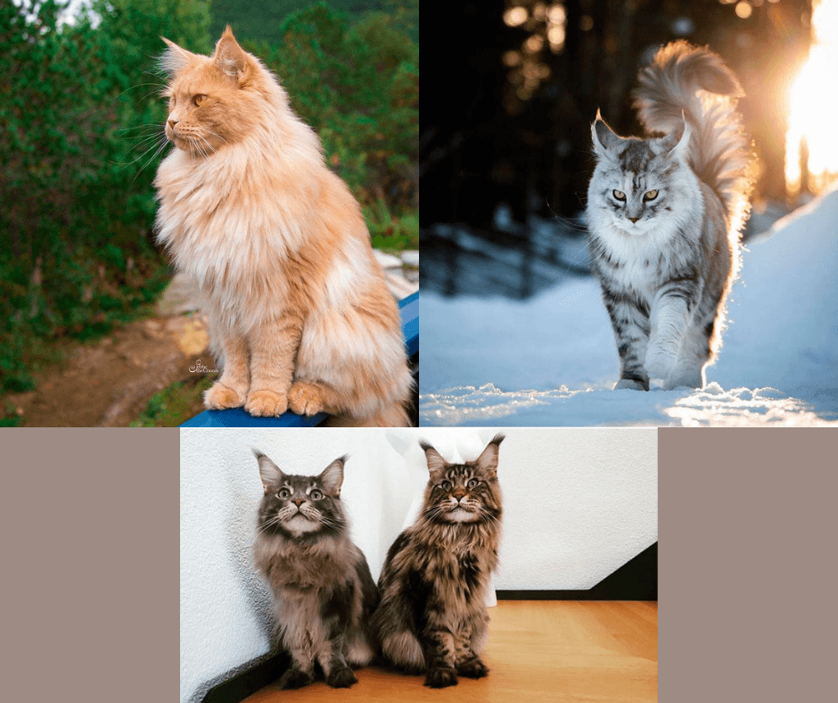 Gorgeous Maine Coon Cats That Are Majestic Sassy And Sassy At The Same Time