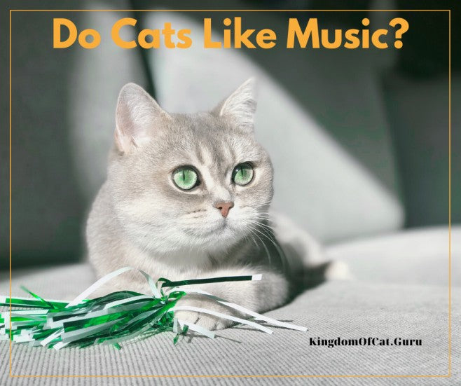 Do Cats Like Human Music?
