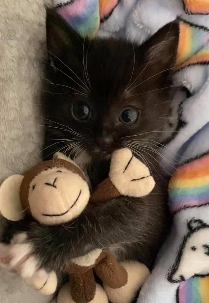 These Pets Would Not Part With Their Favorite Toys, And They’re Too Precious