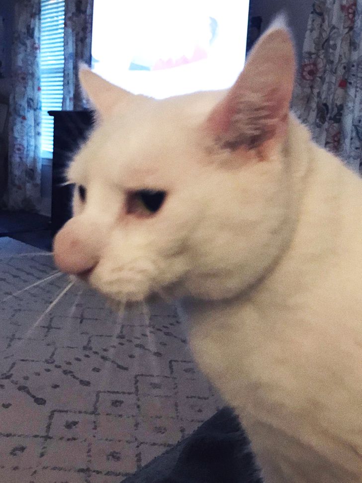 Fun and Cute Catto Videos vs Images Will Cheer You Up #158