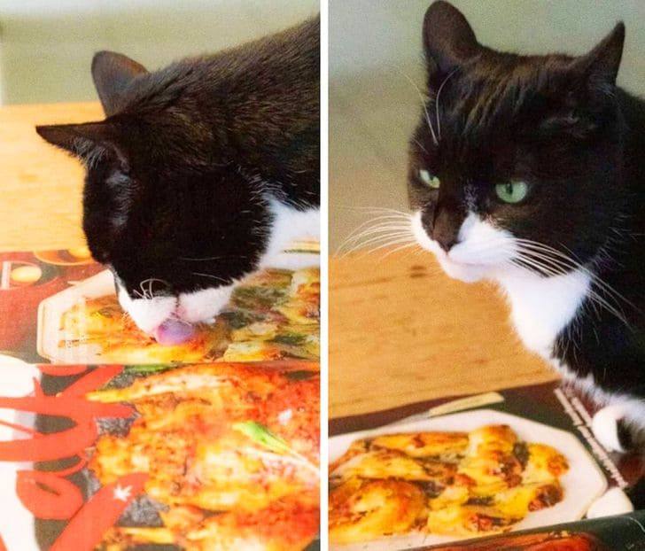 10+ Pets Who Have Bad Days