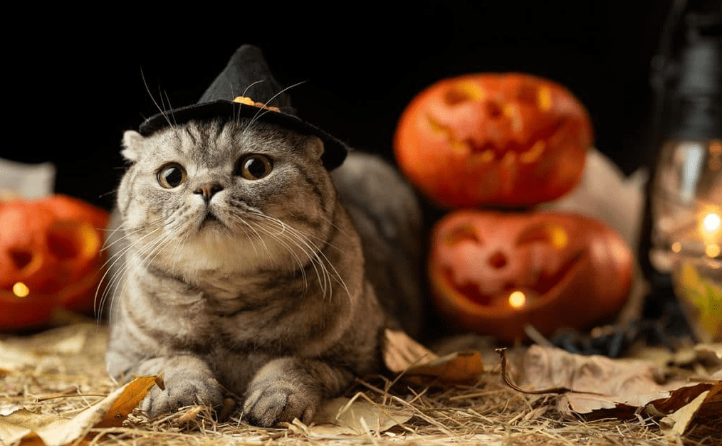 30 Pets Who Join Their Owners In Halloween Costumes, And They Are Awesome