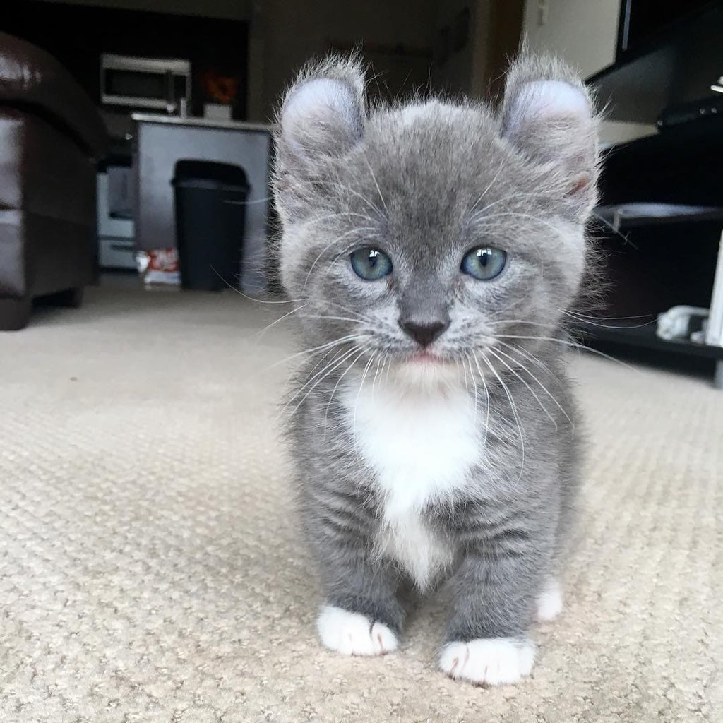 22 Cutest And Fluffiest Pets You’ve Ever Seen