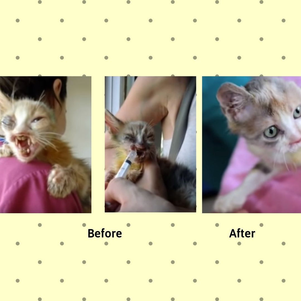 This Cat Was So Ugly No One Wanted Her Until a Rescuer Came Along