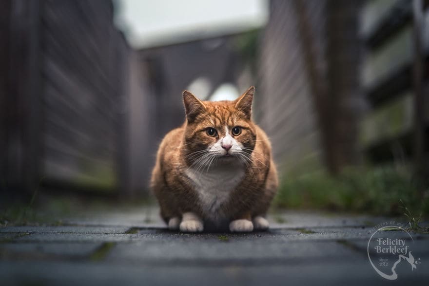 12 Photos That Show Cats Are The Best Subjects To Photograph