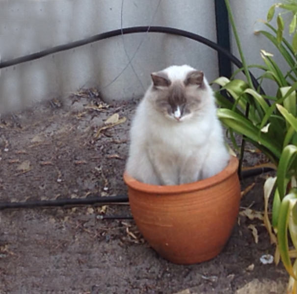 40 Of The Cat-Being-Plants Moments