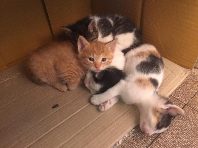 Fun and Cute Catto Videos vs Images Will Cheer You Up #145