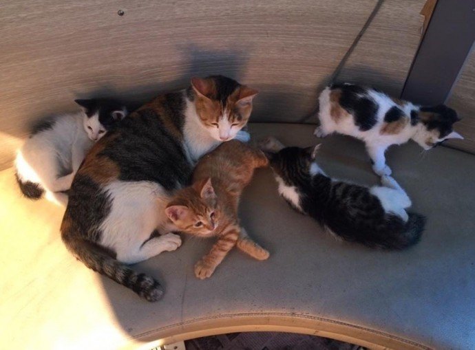 Fun and Cute Catto Videos vs Images Will Cheer You Up #159