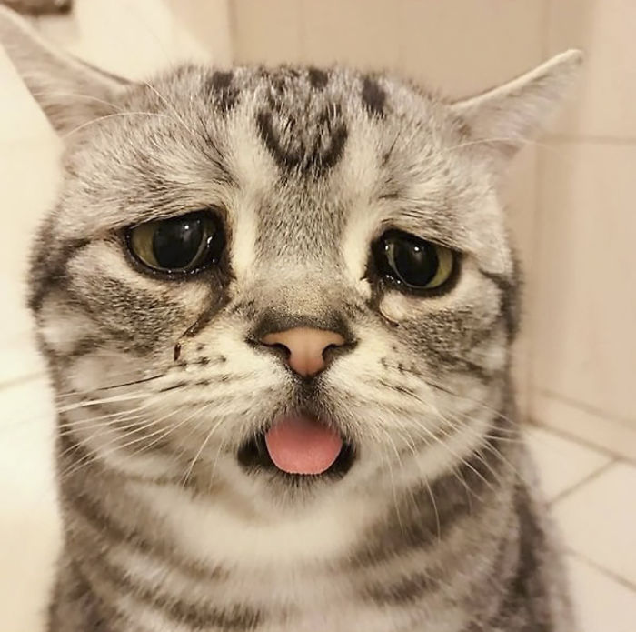 Meet Luhu, The Saddest Cat In The World