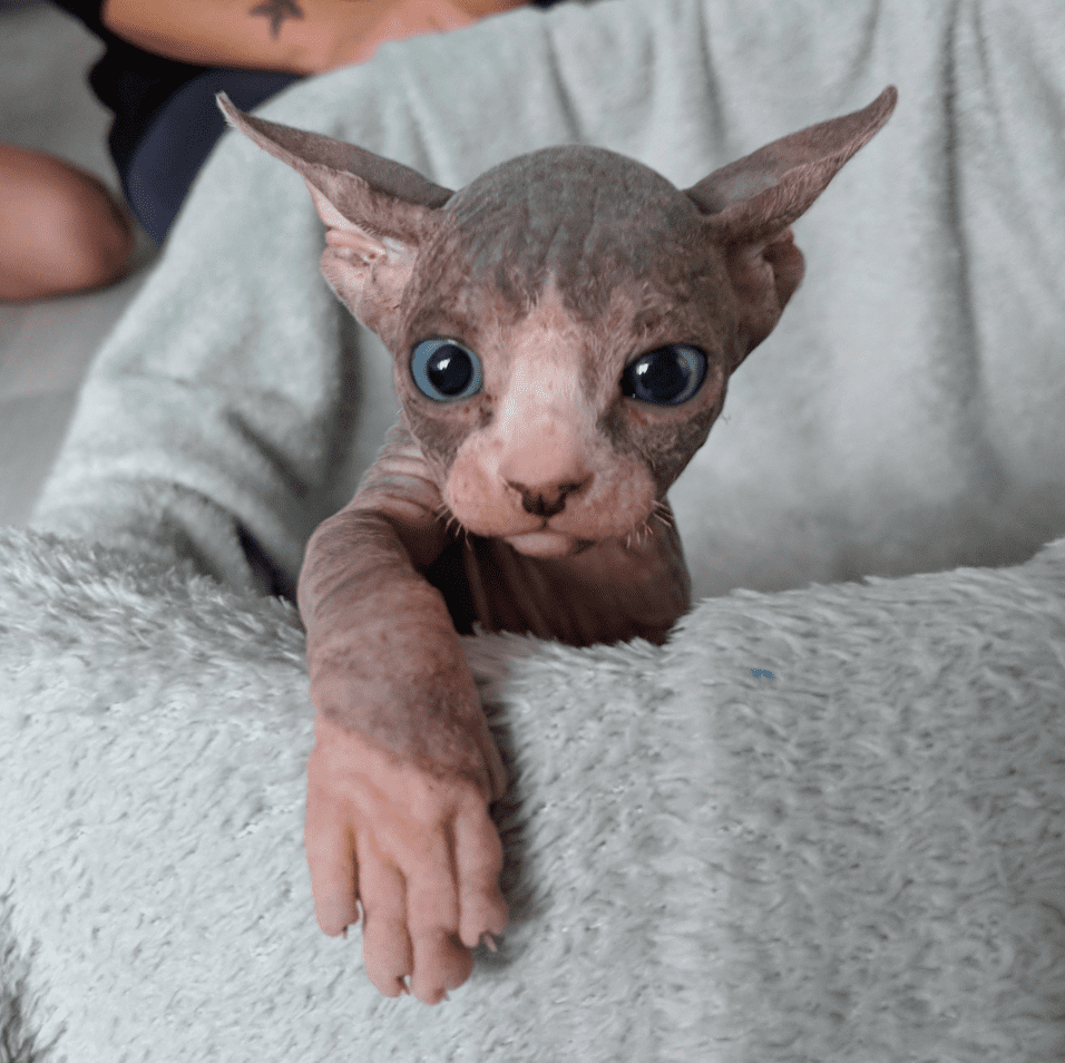 22 Best Photos Of Sphynx Babies You Should See Right Meow