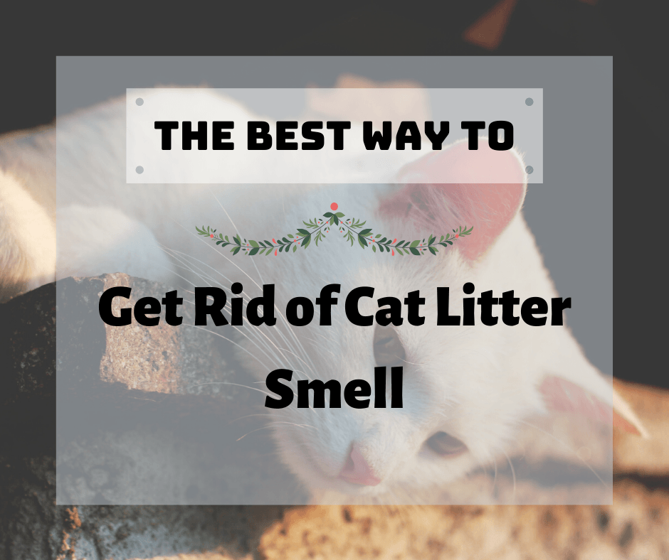 The Best Way to Get Rid of Cat Litter Smell.