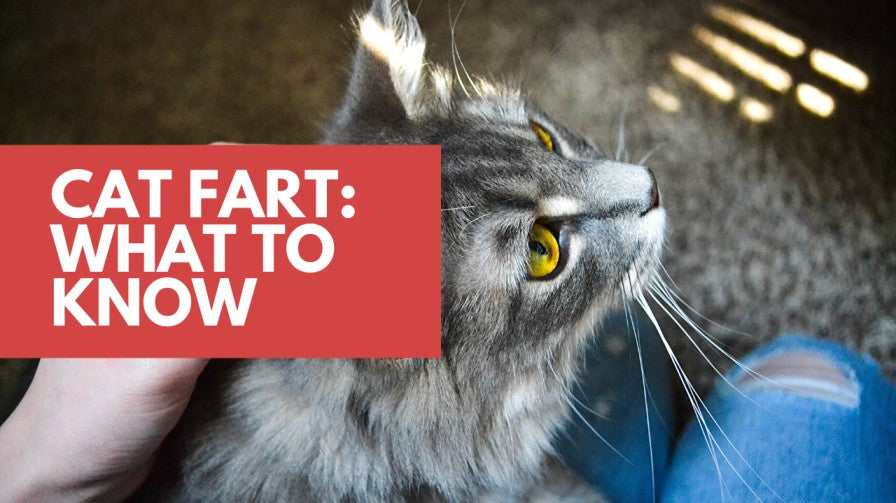 Things You Need To Know About Cat Fart