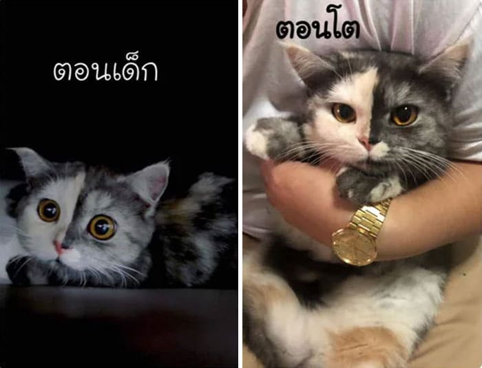 Meet Cat, The Thai Furball Who Captures Everyone’s Hearts With Her Striking Face