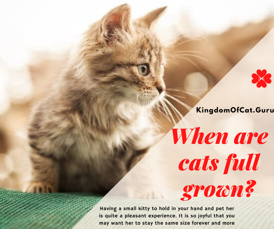 When Are Cats Full Grown?