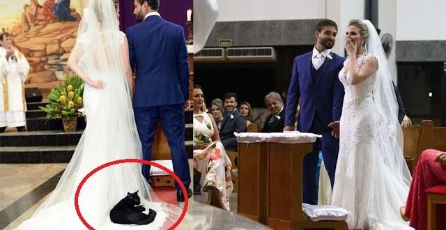 A Wedding Crasher Black Cat Invades The Church And Lies Down On The Bride’s Dress