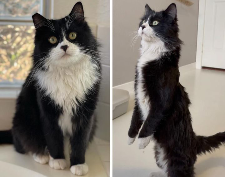 Kitten Picks the Right House for Help After Roaming the Streets, and Turns into Happiest Cat