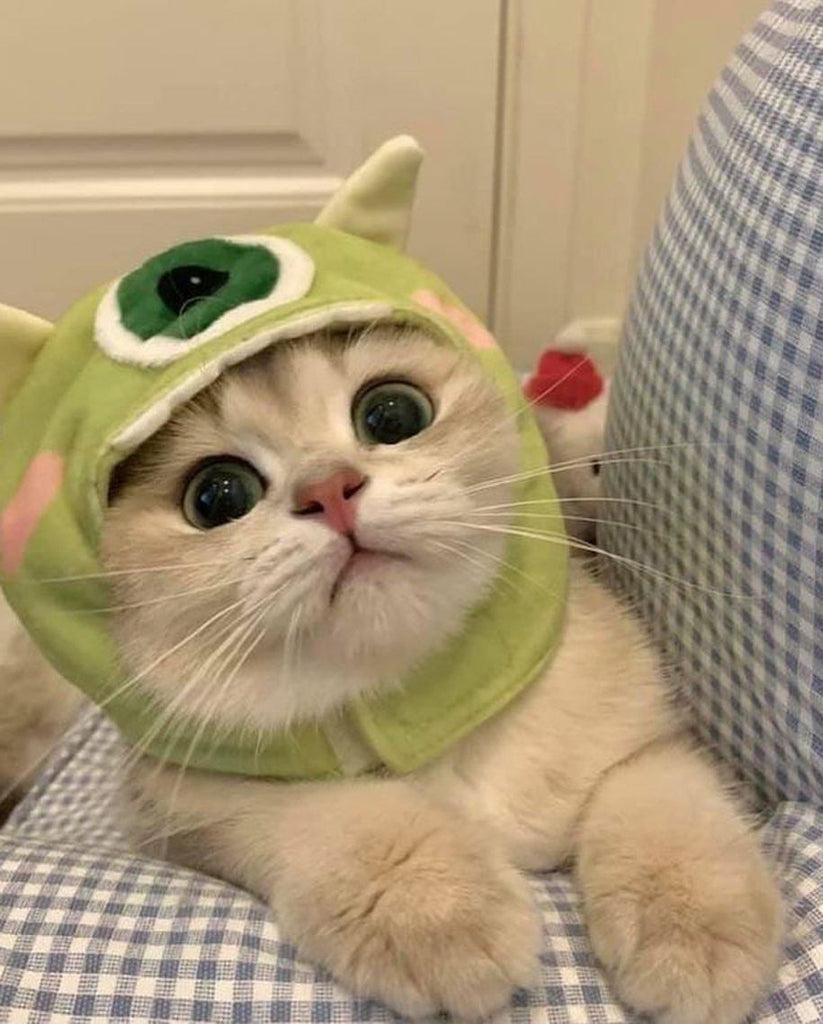 Funny And Adorable Catto Videos & Images