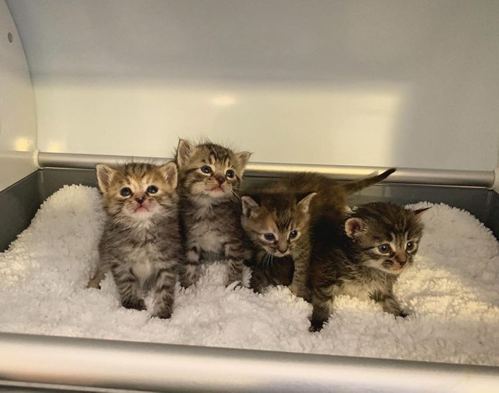 Kittens So Happy to Have a Warm Place and Sweet Companion After Being Found in Cold Shed