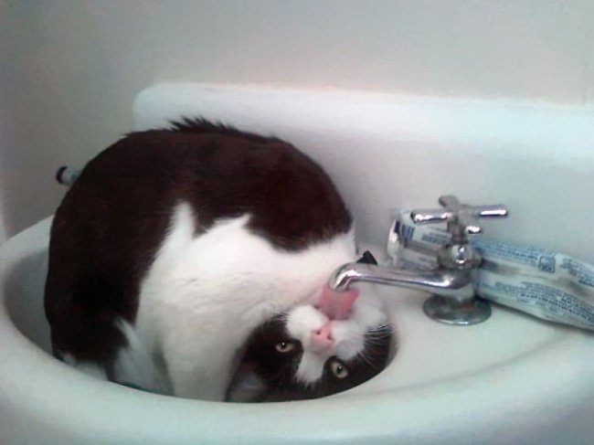 22 Hilarious Pictures That Show The Secret Life Of Pets
