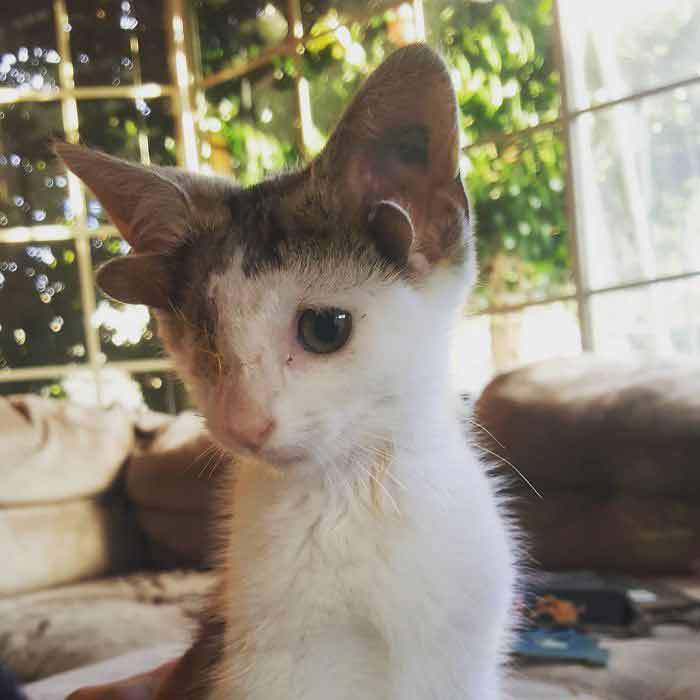 Rescue Kitty With 4 Ears And One Eye Escapes Misery After Finding His Forever Home