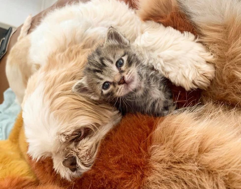 Kitten Bounced Back, Finds Sweetest Friend to Guard Her Everywhere She Goes