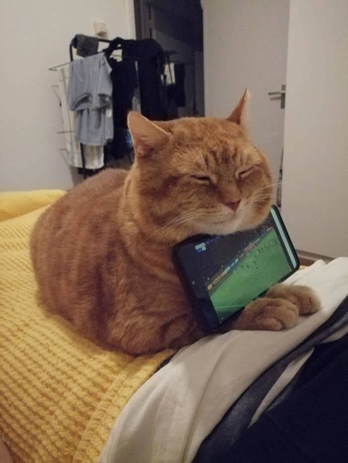 10+ Photos That Prove Cats Are Too Good For This World