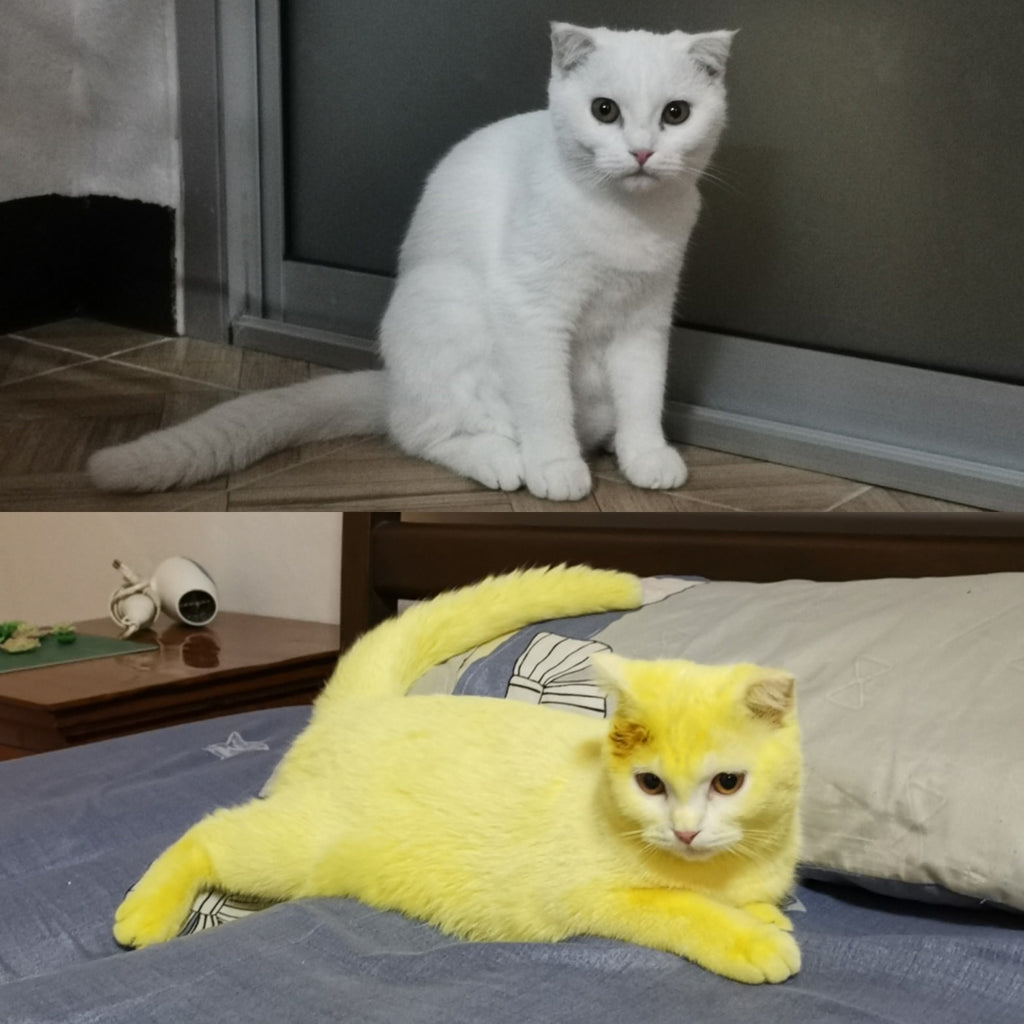 Woman Accidentally Turned Her Cat Yellow With Turmeric Powder So Naturally, She Turned Her Cat Into Pikachu