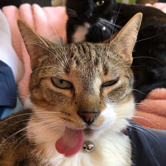 The Most Adorable Cat Video Of November